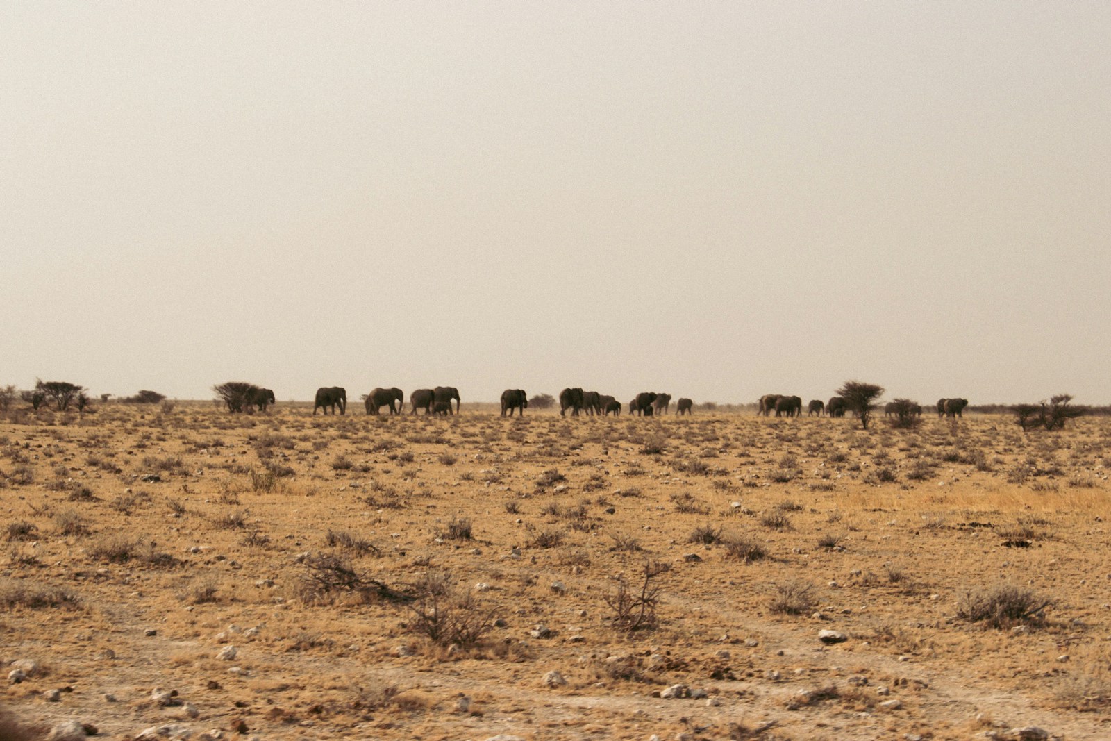 Éléphant en Namibie