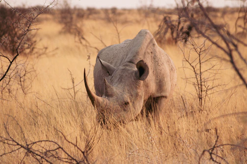 a rhinoceros in a field
