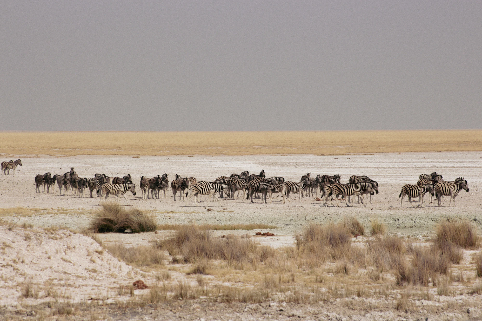 Zebra herd on the white Etosha pan