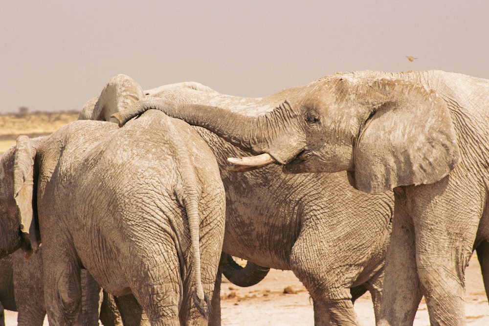 Un gruppo di elefanti sta in fila foto – Elefanti Immagine gratuita su  Unsplash