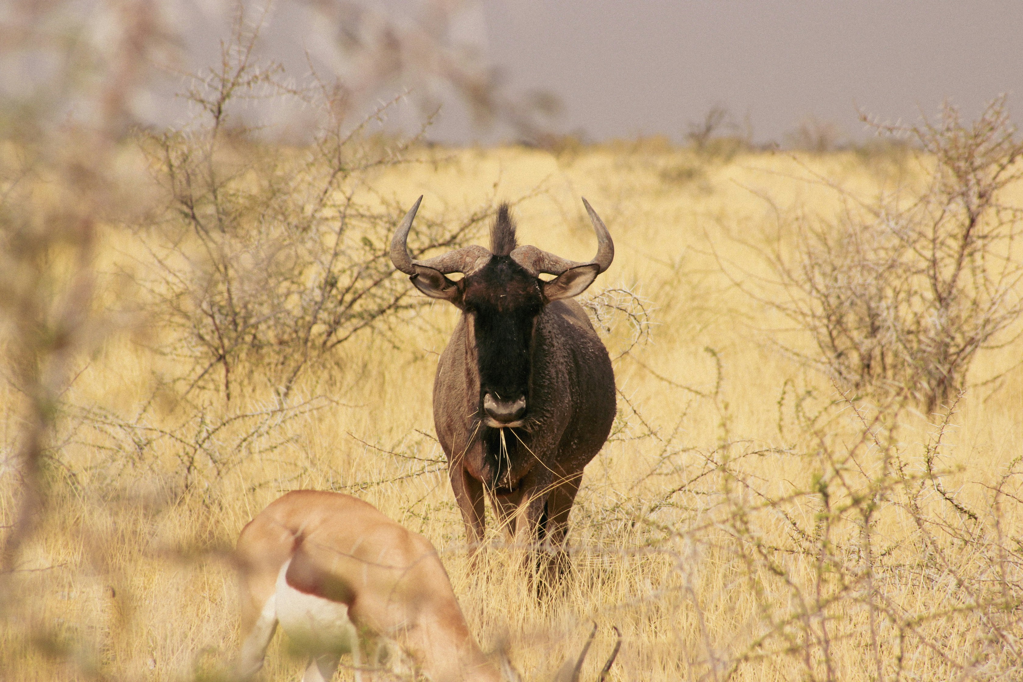 Etosha National Park, Namibia - None