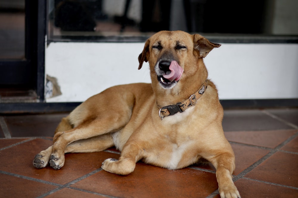 a dog lying on the ground