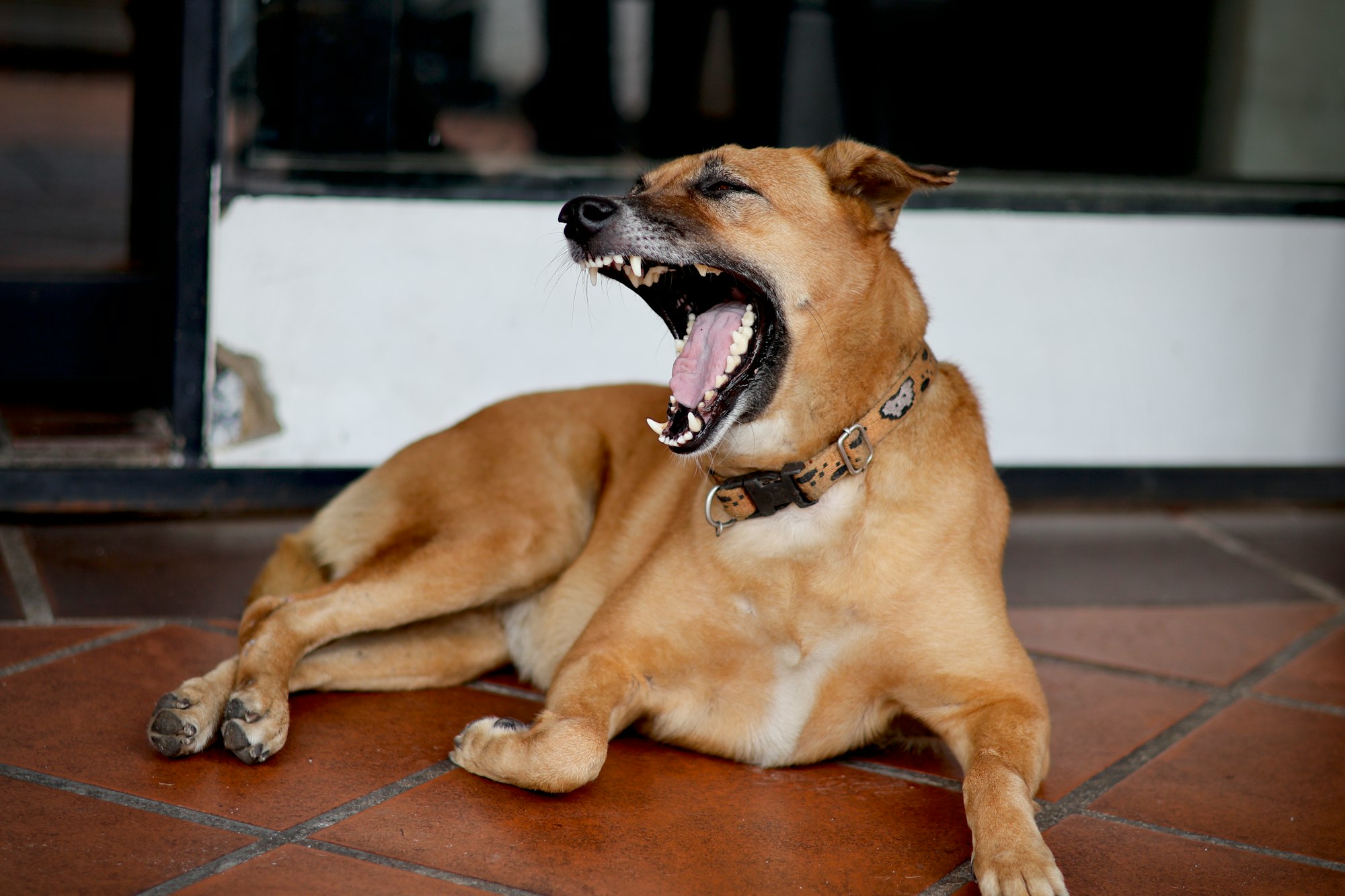 What Does Your Dog's Yawn Really Mean?