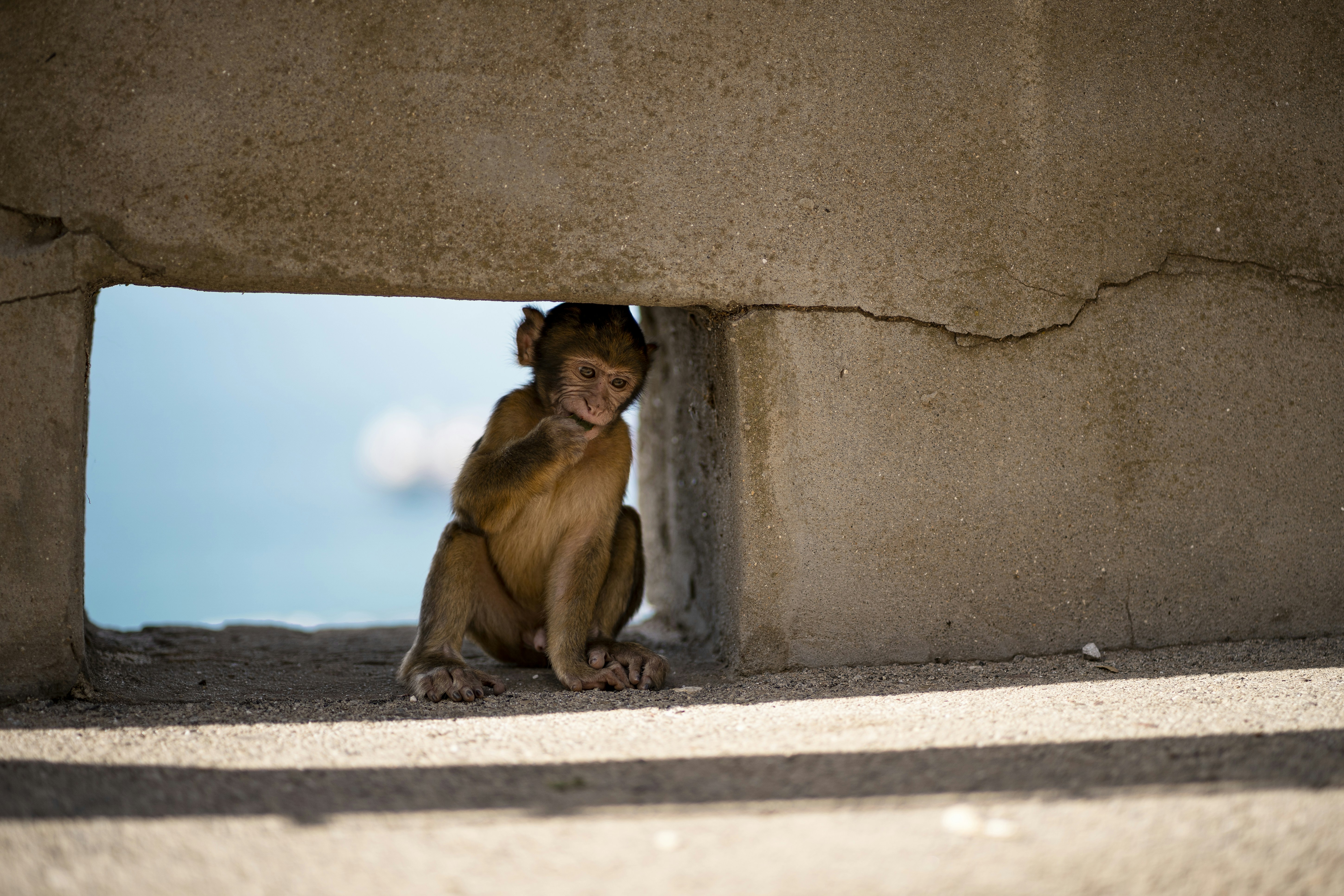 Monkey Business: Escaped Lab Monkeys on the Loose