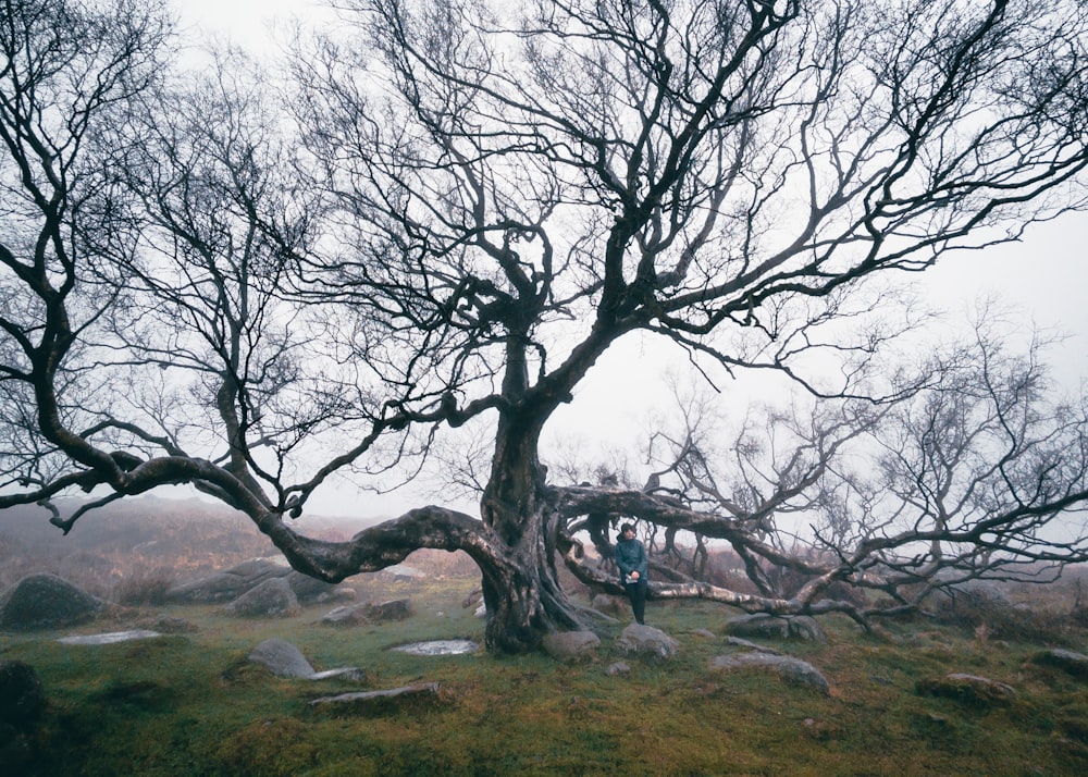 a person walking under a tree