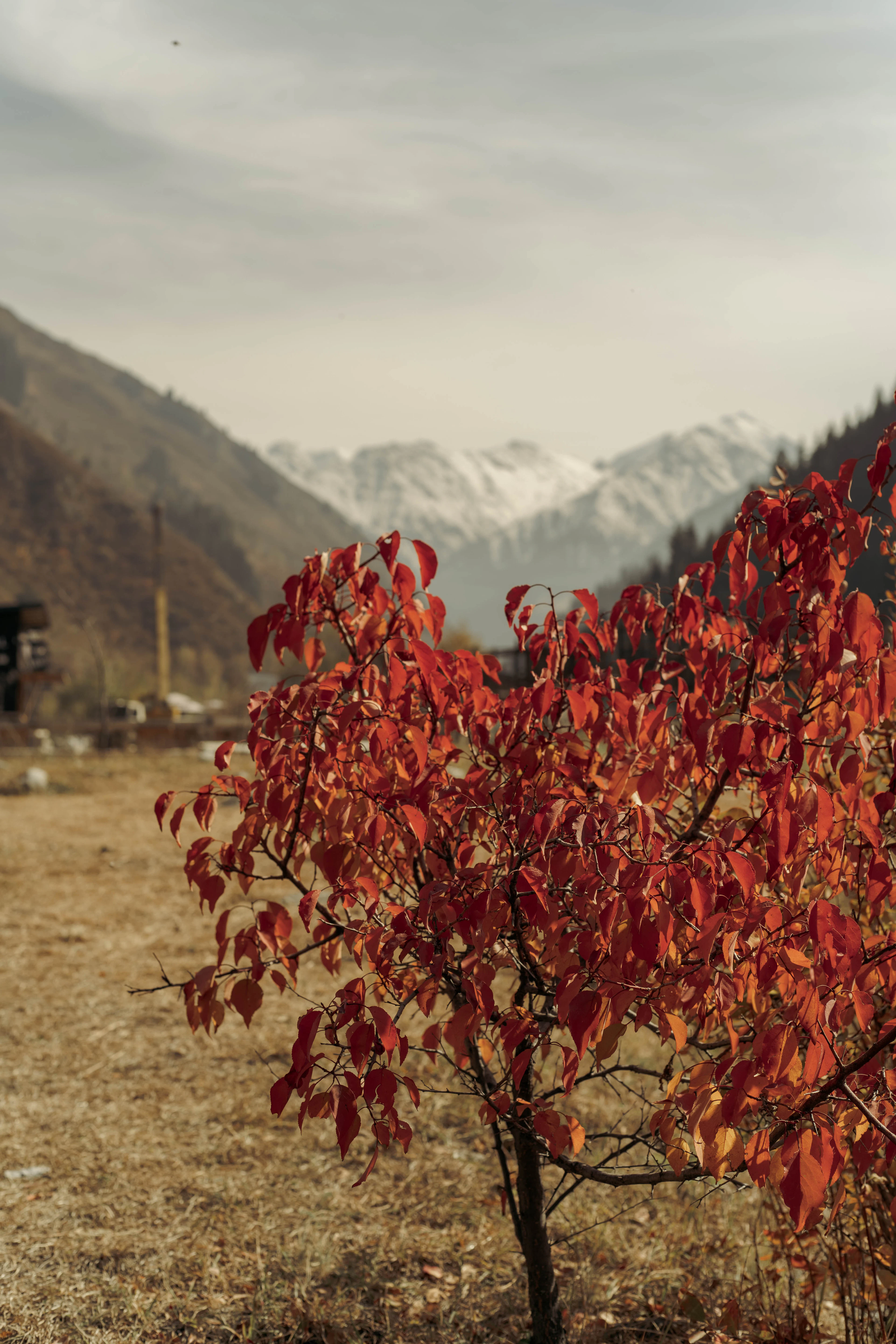 A young tree burning red with autumn leaves standing in bleached grass in the mountains above Almaty, with the first snow of the season lying along the Trans-Ili Alatau ridge behind it.