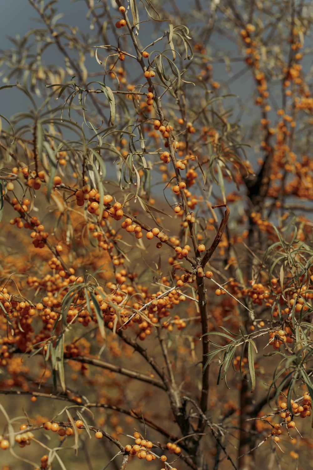 a close up of a tree