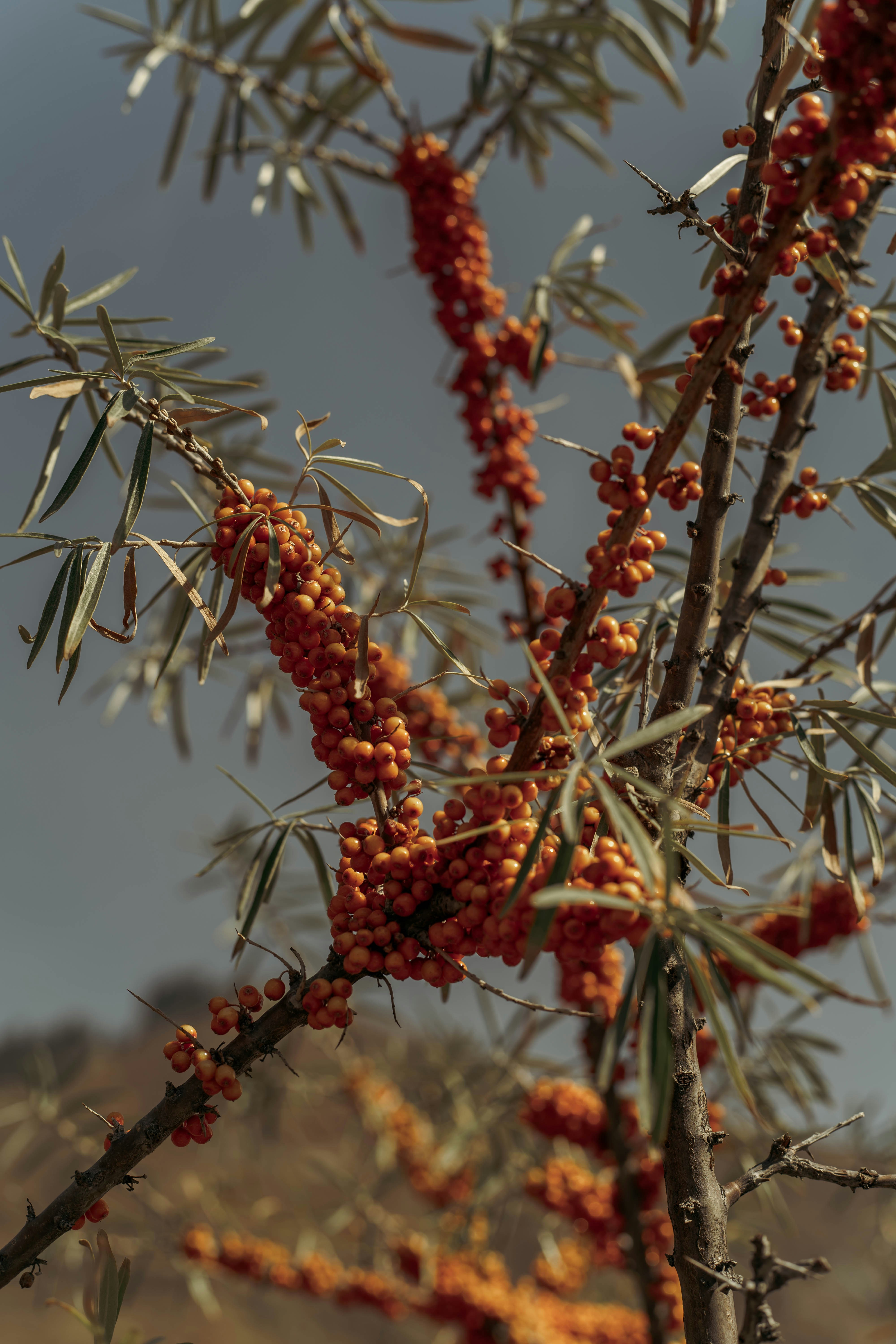sea buckthorn berries close up, wallpaper, Sea Buckthorn Oil: Healing & Strengthening Skin Barriers 3