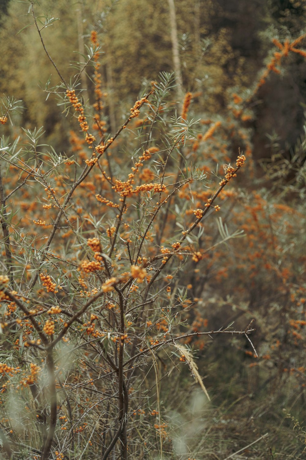 a close-up of a tree