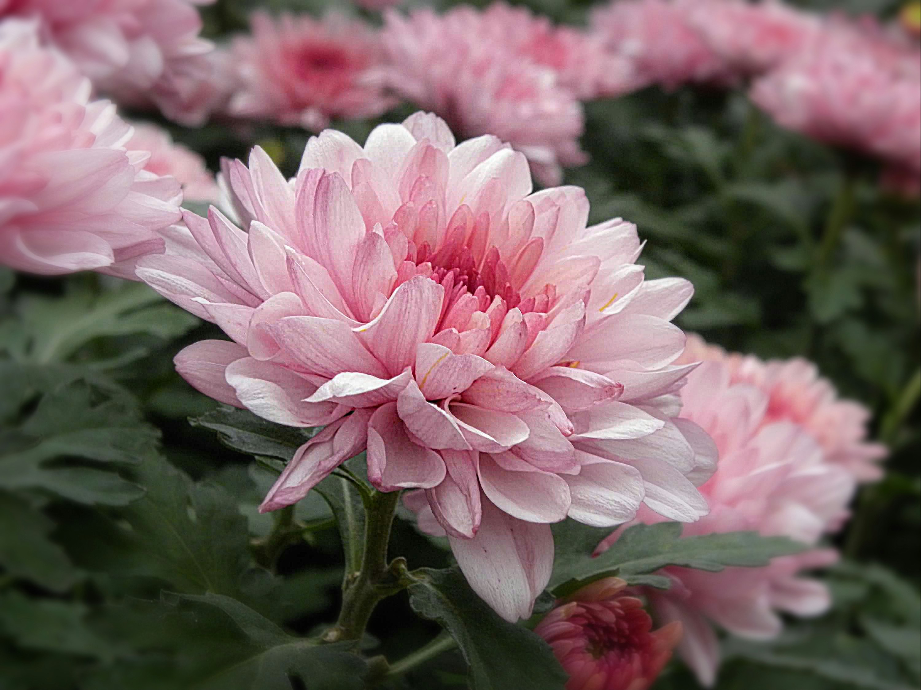 Photo by rbh_designs