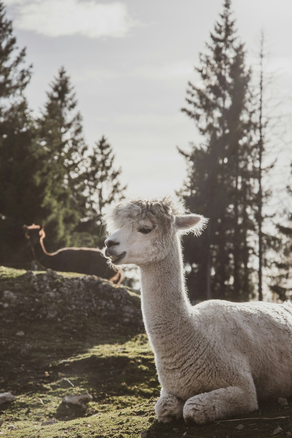 a llama sitting on grass