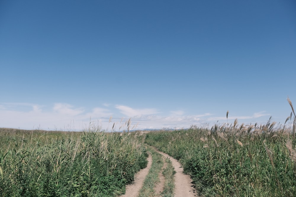 a dirt road through a grassy field