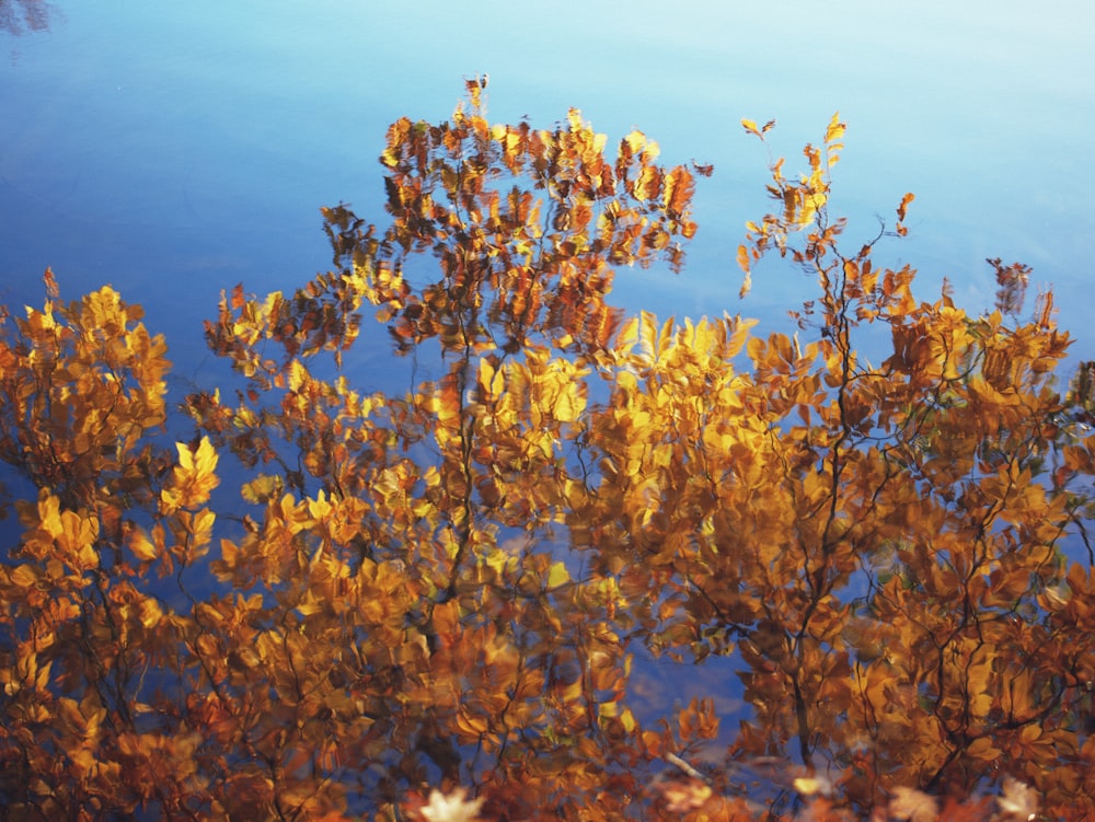 a tree with yellow flowers