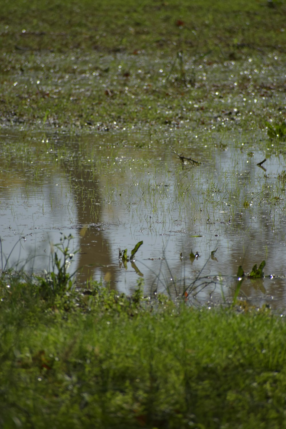 a pond with grass and weeds