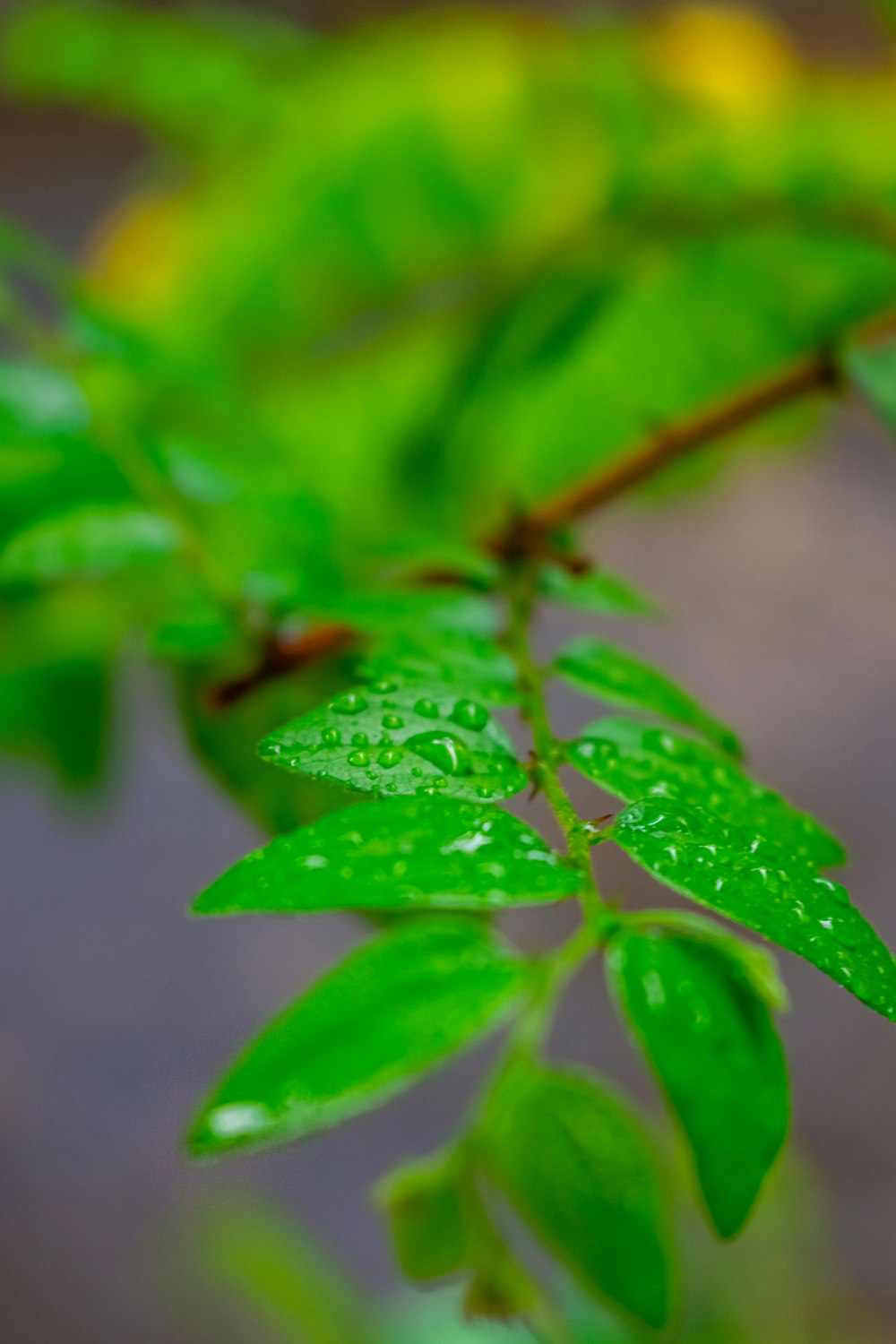 a close up of a green leaf