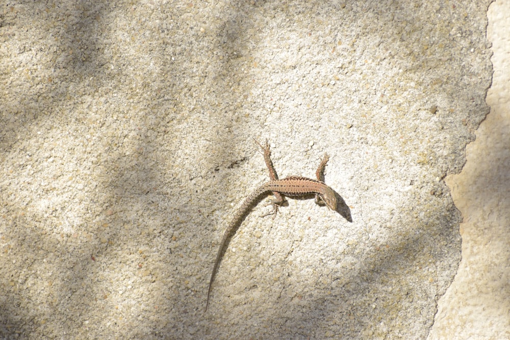 a snail on a stone surface
