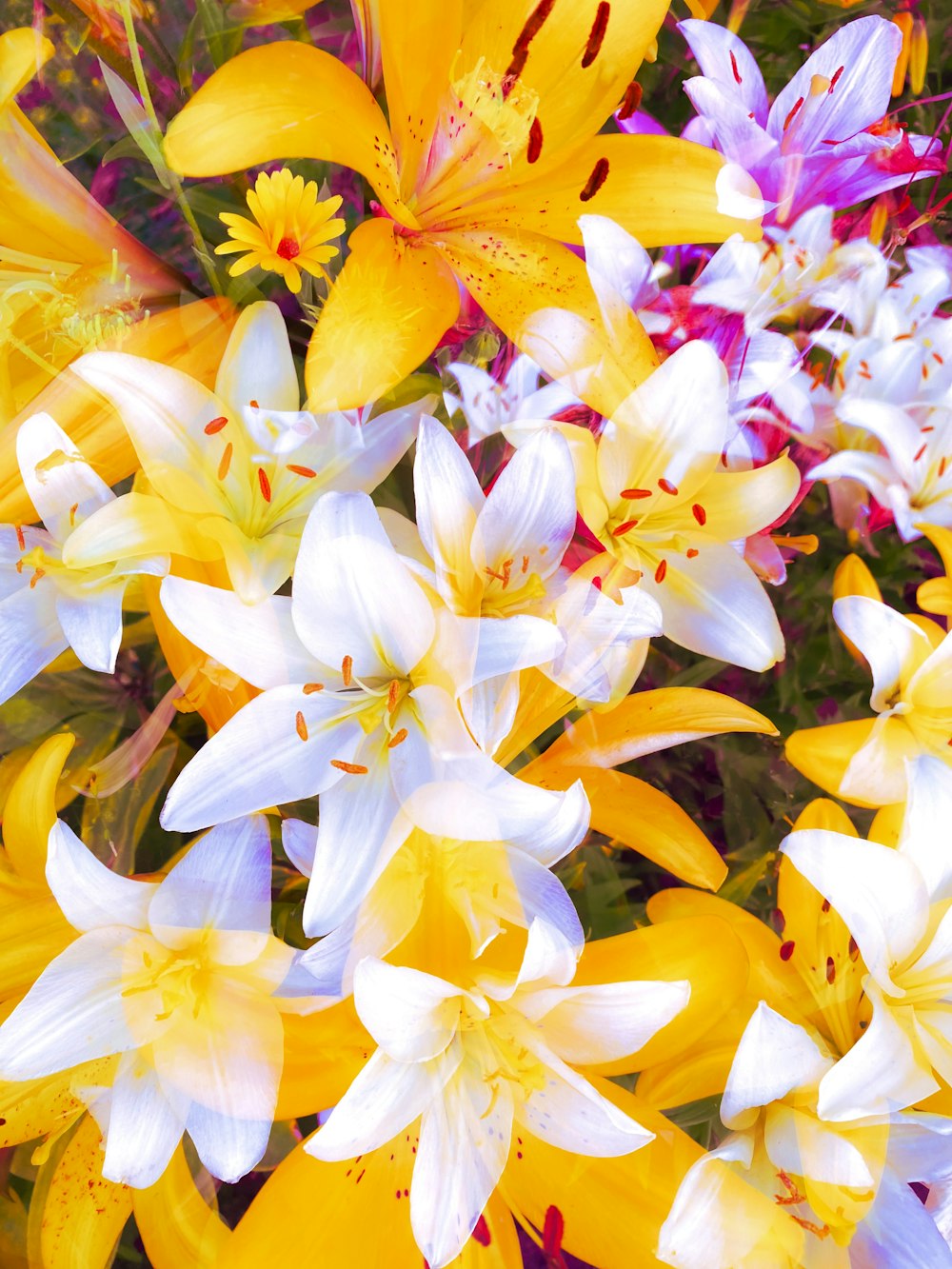 a group of flowers