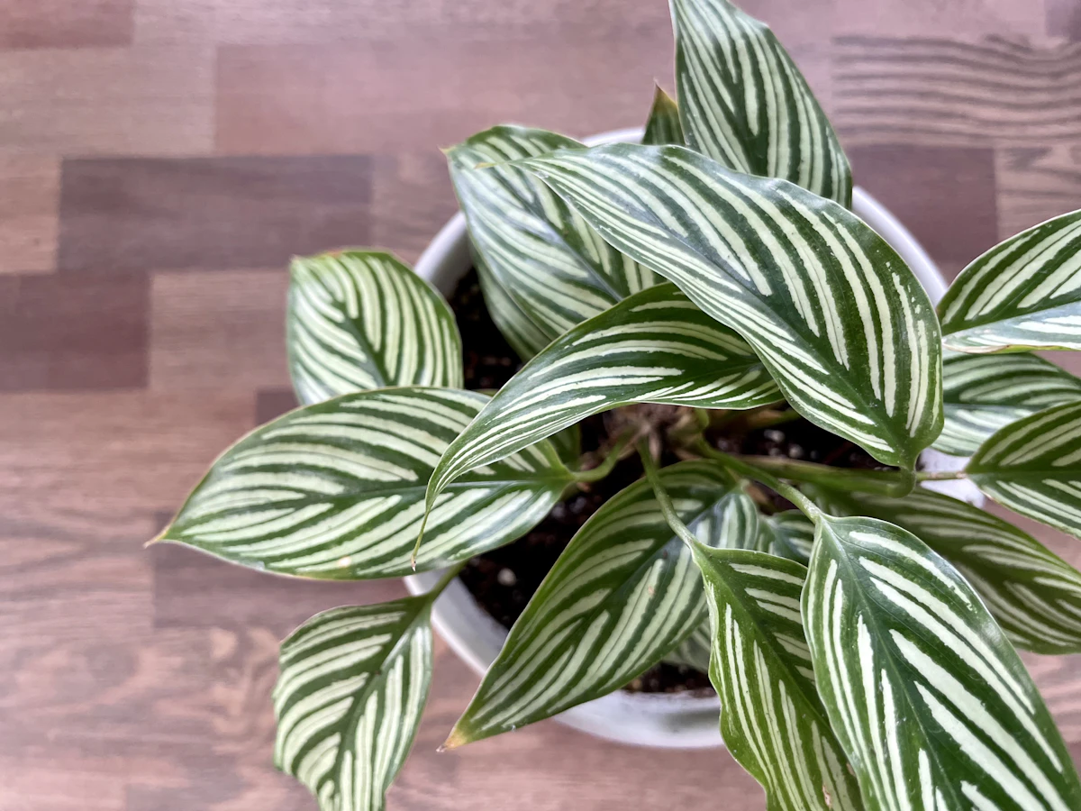 Calathea Care India Prayer Plant Humidity RO Water