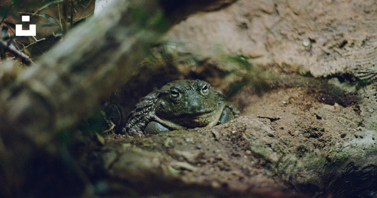 Hidden Frog In Rocks A frog on a rock photo – Free London Image on Unsplash