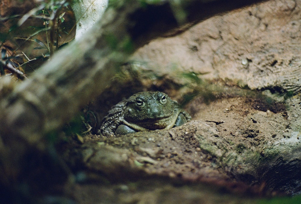 a frog on a rock