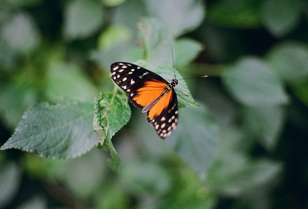 a butterfly on a leaf