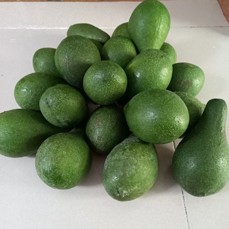 A group of green avocados is piled together on a white tiled surface. The avocados vary in size, with some having smooth skins and others appearing slightly rough.
