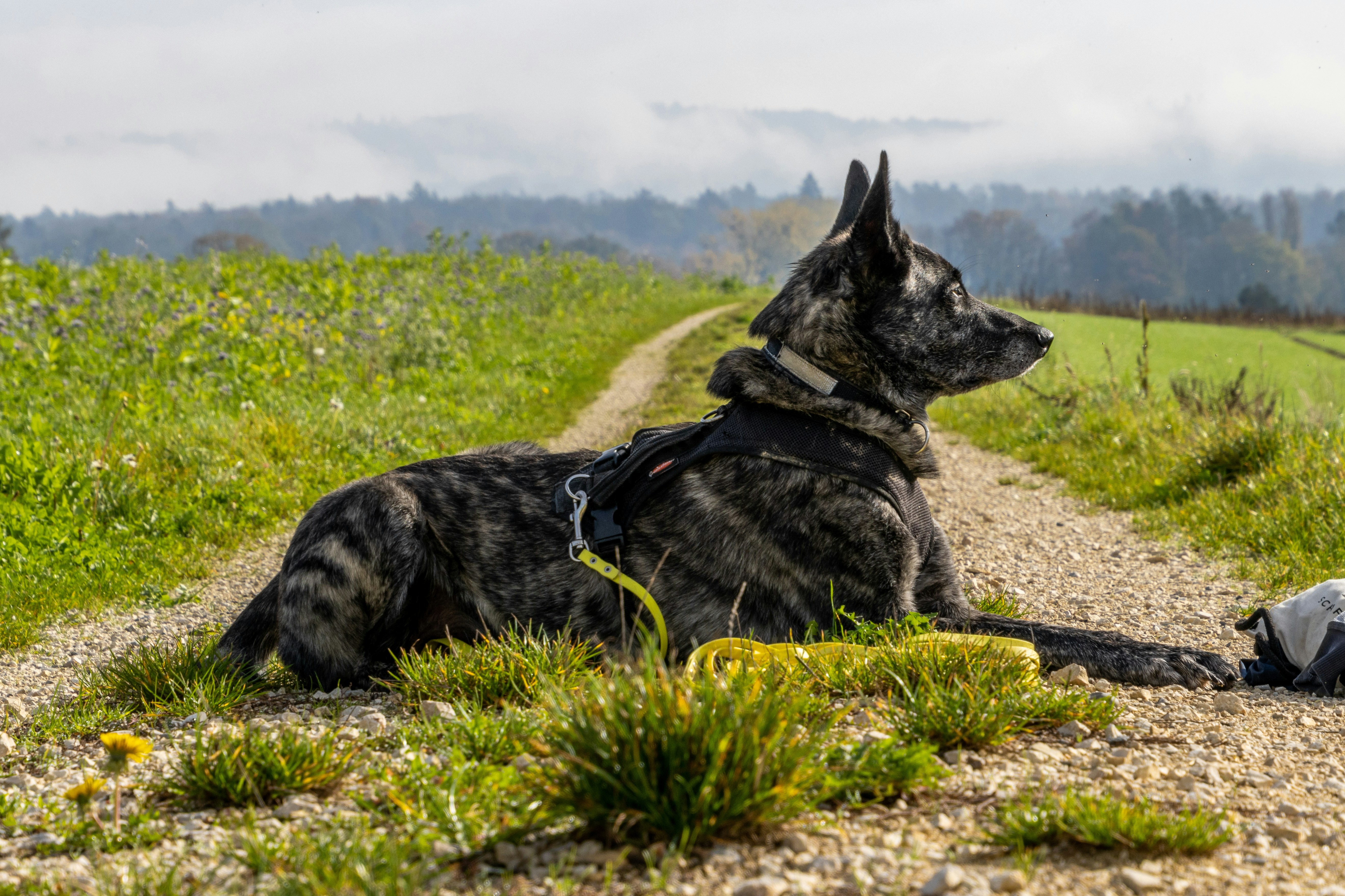 Dutch Shepherd