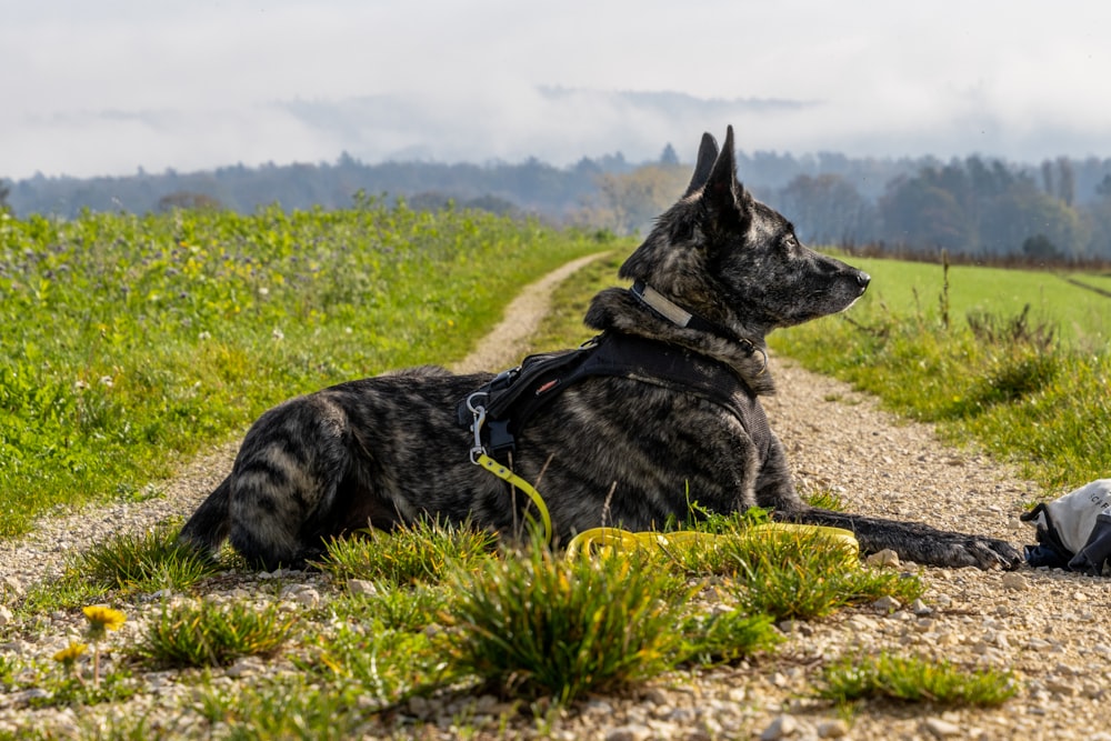 잔디 언덕에 앉아있는 개