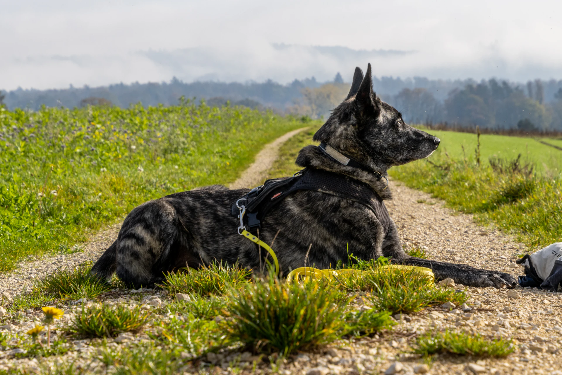 A Dutch Shepherd