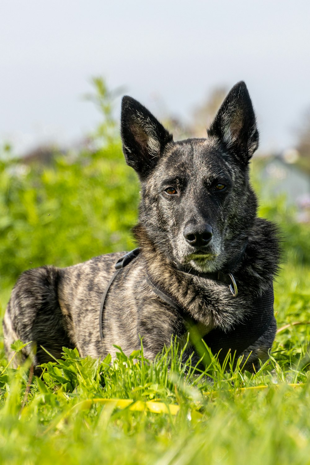 a dog lying in the grass