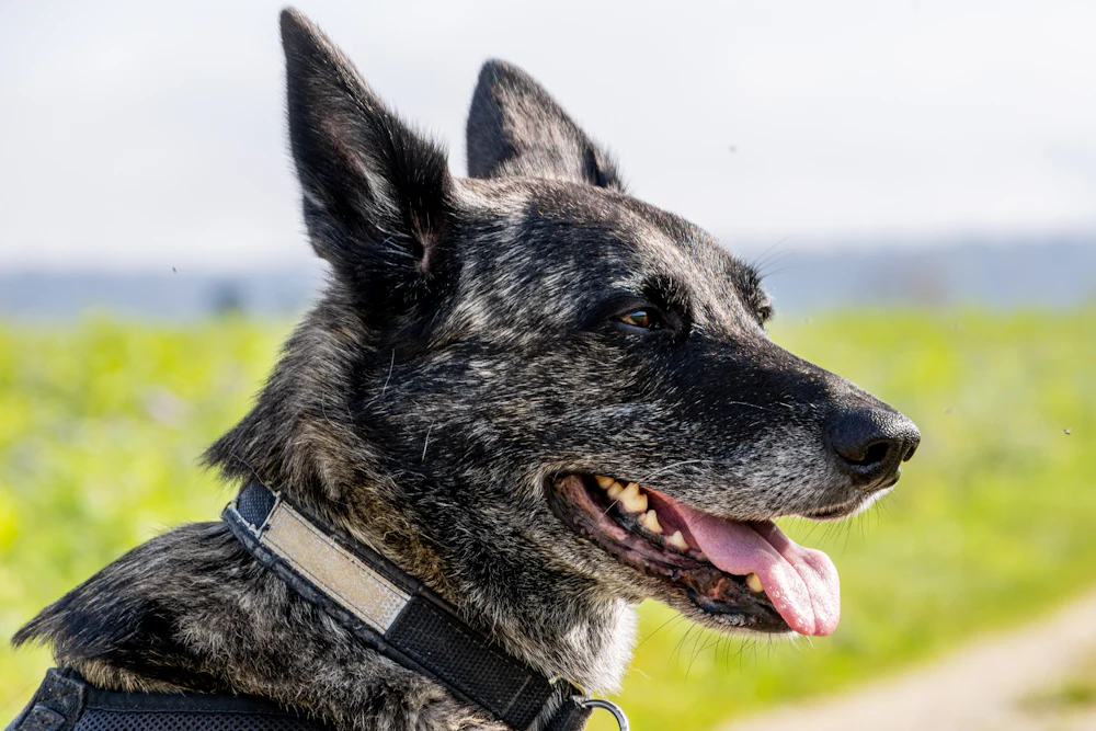 Dutch Shepherd, photo 3