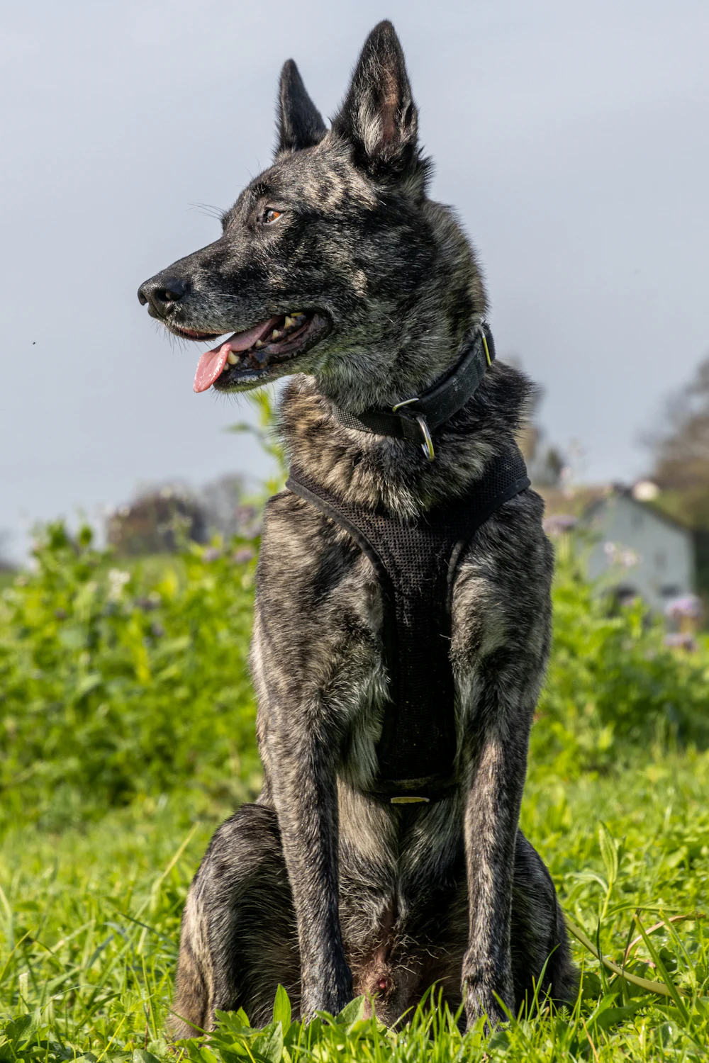 Dutch Shepherd, photo 4