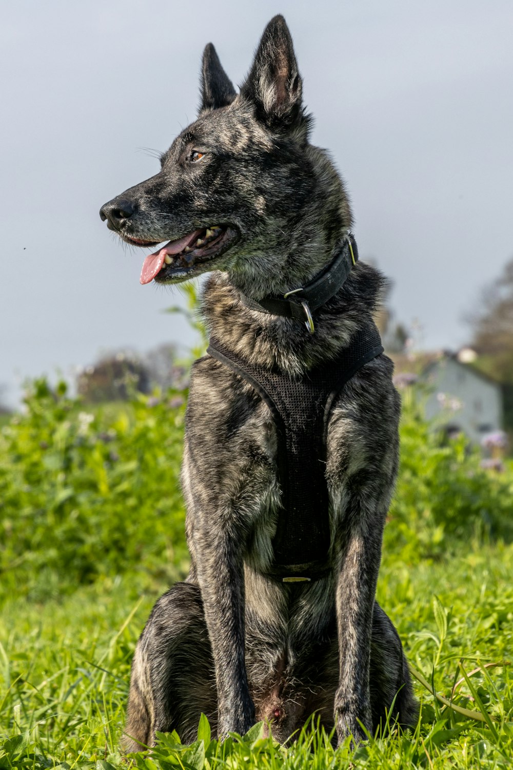 a dog sitting in the grass