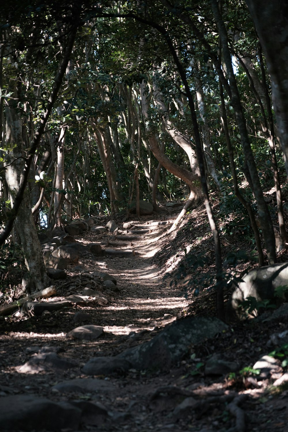 a path in the woods