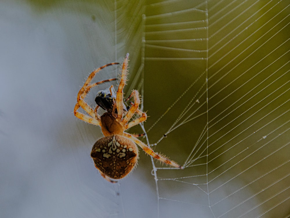 a close up of a spider