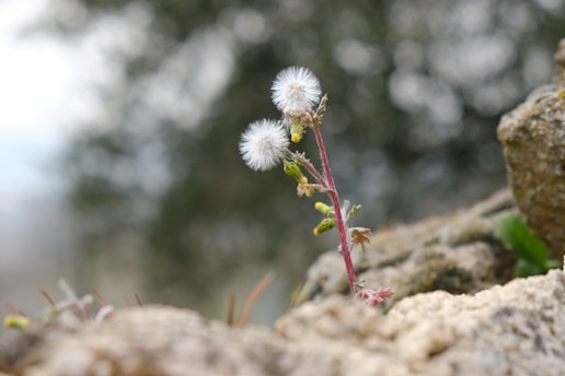 a close-up of a flower