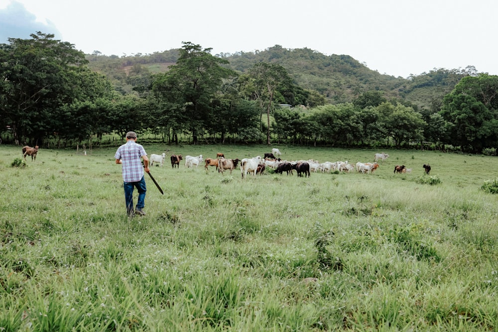 a person with a cane herding cattle