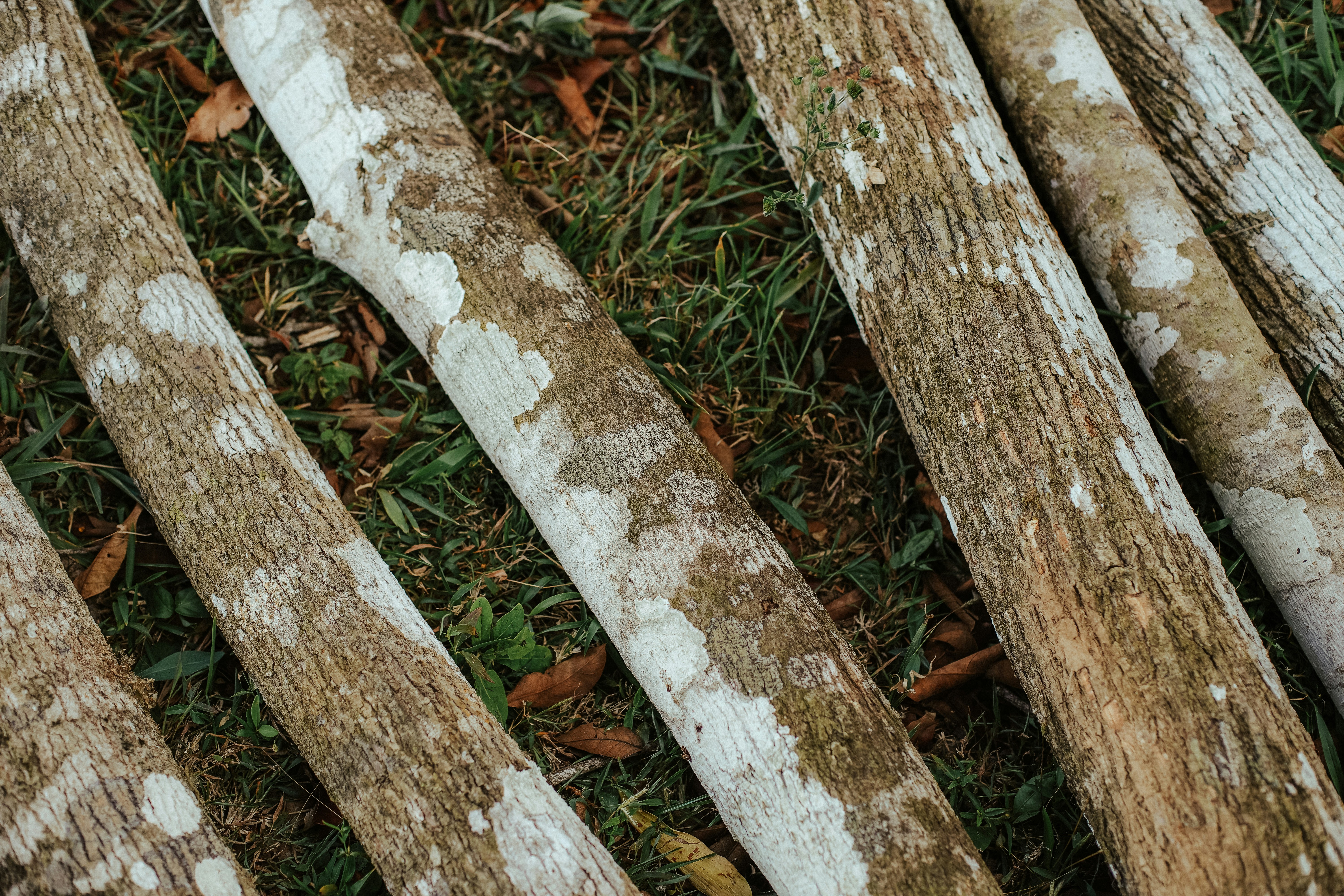 a group of trees with white bark