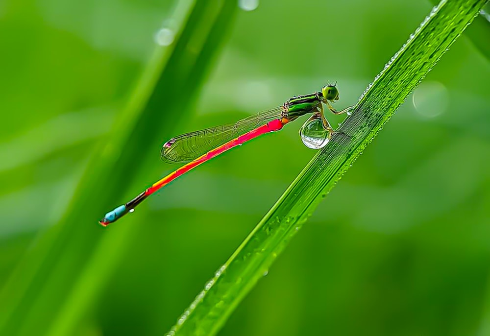 a dragonfly on a leaf