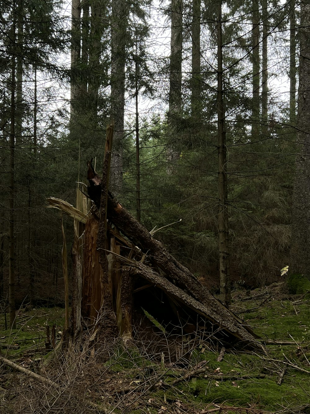 a tree stump in a forest