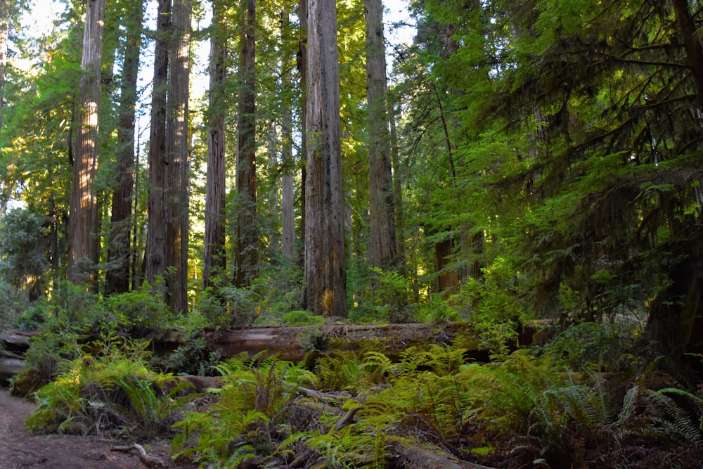 a forest with trees and plants