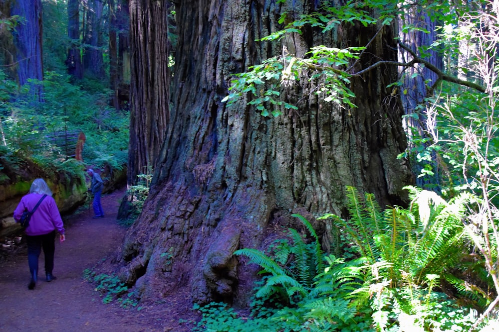 un arbre avec un grand tronc