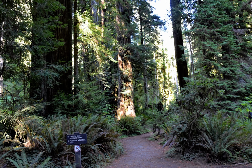 a path through a forest