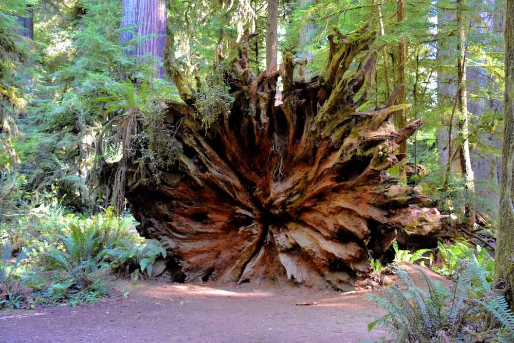 a tree with many roots