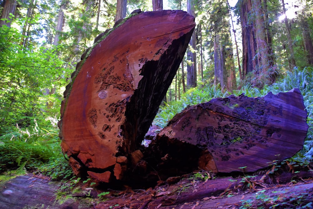 a tree stump in the woods