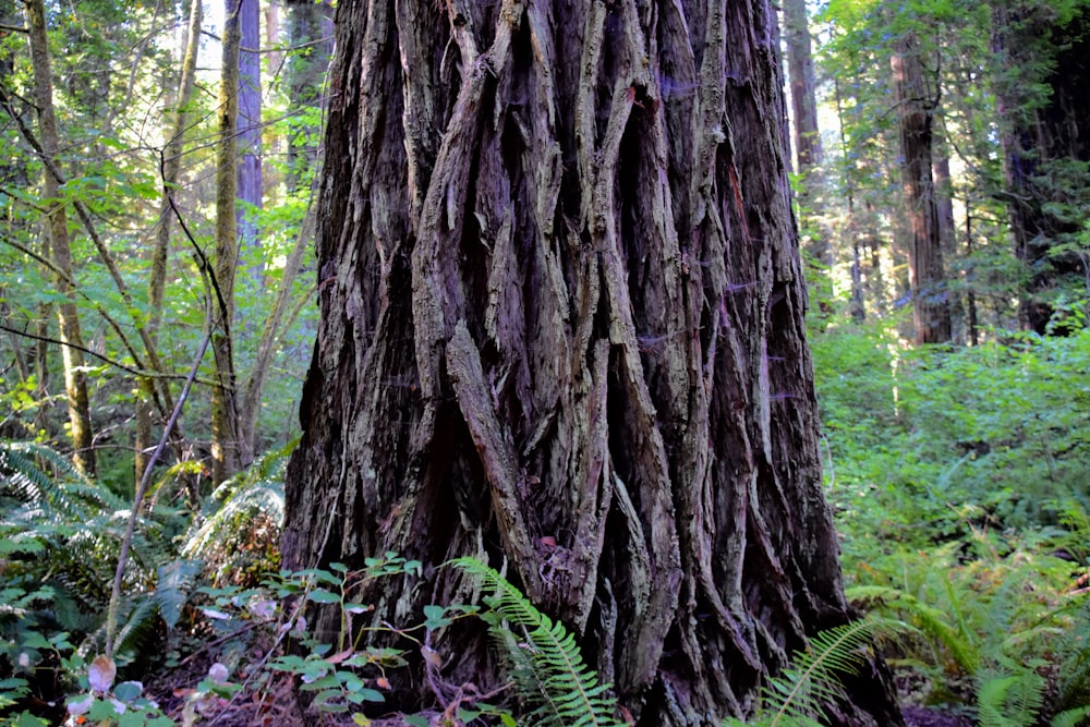 a tree trunk in the woods