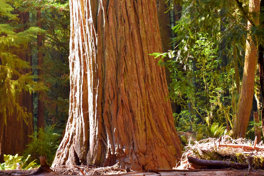 a group of trees in a forest