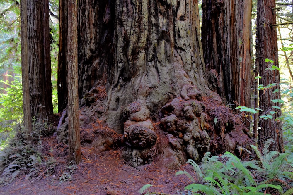 a tree with many roots