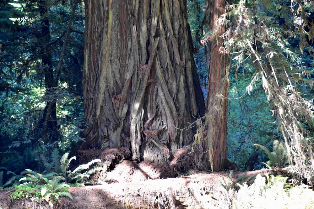 a large tree with many roots