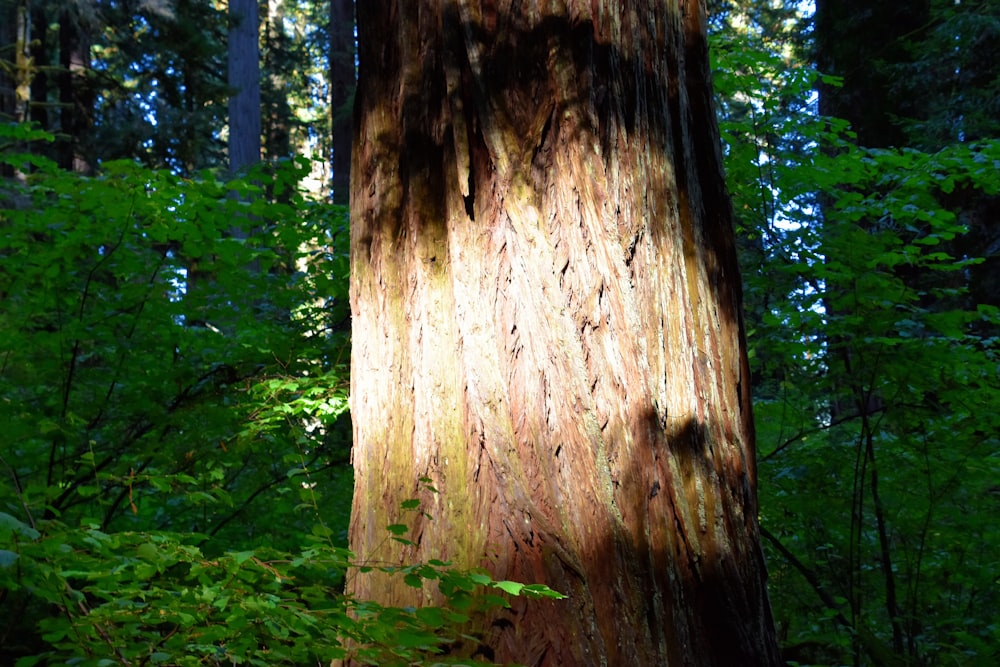 a tree trunk with a large hole in it